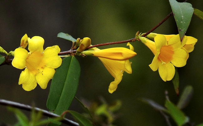 {Gelsemium sempervirens}